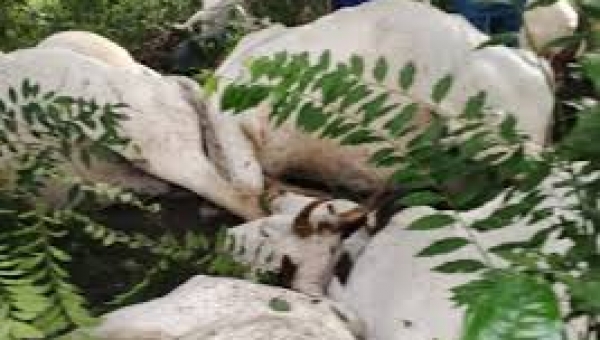 Thunderstorm kills 32 cows in Ogun - Police